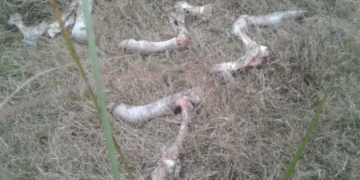 Crónicas robadas: Otra vez le robaron al ganadero al que ya le habían carneado más de 150 novillos el año pasado