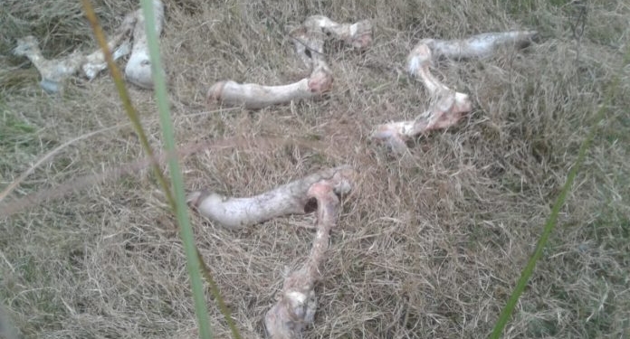 Crónicas robadas: Otra vez le robaron al ganadero al que ya le habían carneado más de 150 novillos el año pasado