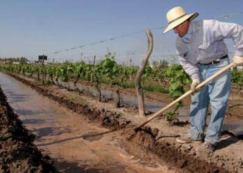 Hay que regar mejor los viñedos de Mendoza. Pero Edgardo Roby asegura que “si no mejoramos el precio de lo que producimos, es imposible la inversión”