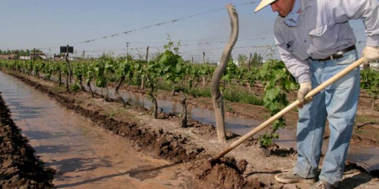 Hay que regar mejor los viñedos de Mendoza. Pero Edgardo Roby asegura que “si no mejoramos el precio de lo que producimos, es imposible la inversión”