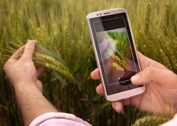 El caso SIMA: Un grupo de jóvenes agrónomos se cansó de la vieja libreta y desarrolló esta aplicación para ordenar todos los datos sobre un lote