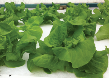 Adivinanza: ¿Cuál es el cultivo hortícola que ya no se vende por kilo sino por unidad?