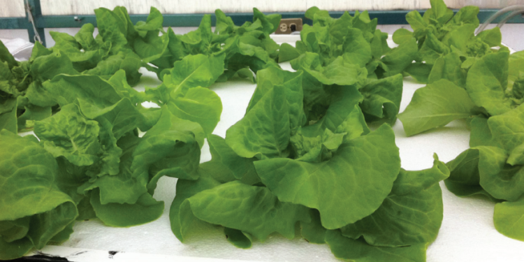 Adivinanza: ¿Cuál es el cultivo hortícola que ya no se vende por kilo sino por unidad?