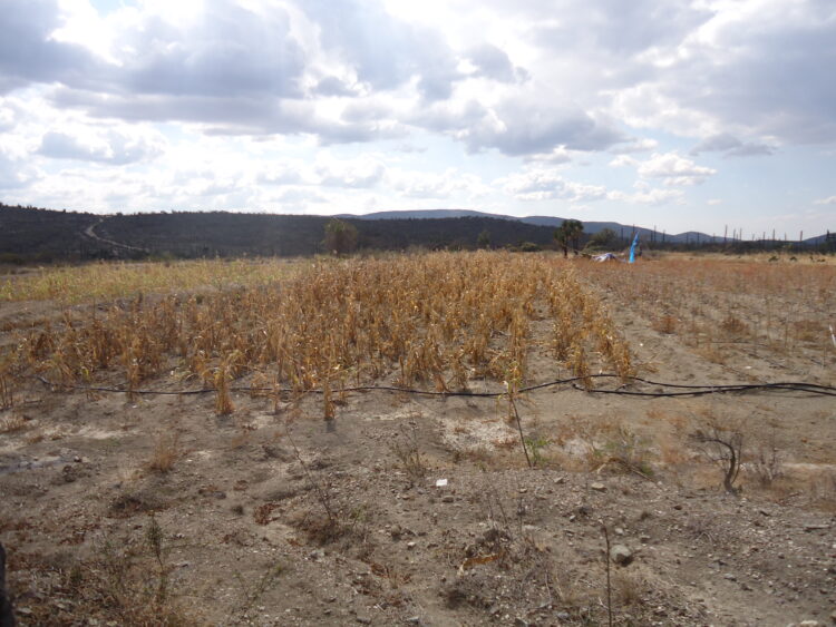 José María Bageneta estudió el caso del amaranto en México y cree que aquí podría ser una opción válida para pequeños productores organizados