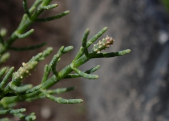 ¿Qué es la salicornia? En las zonas costeras de Chile ya se explora este novedoso alimento, también llamado “espárrago de mar”