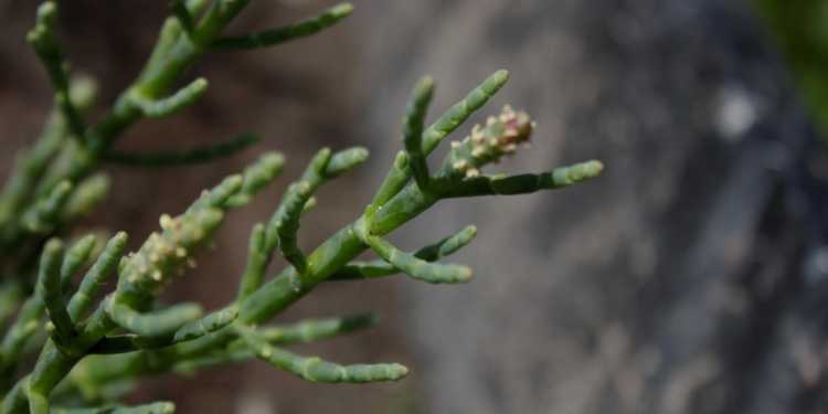 ¿Qué es la salicornia? En las zonas costeras de Chile ya se explora este novedoso alimento, también llamado “espárrago de mar”