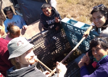 Con 300 pesos y un poco de ingenio se pueden criar lombrices, y luego obtener el mejor abono con cero costo
