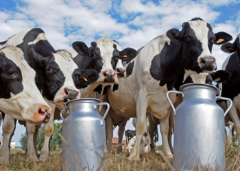 Las multinacionales ya manejan casi 40% de la leche, mientras que tras el ocaso de Sancor el cooperativismo descendió al 5%