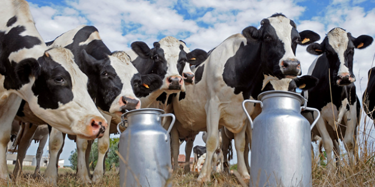 Las multinacionales ya manejan casi 40% de la leche, mientras que tras el ocaso de Sancor el cooperativismo descendió al 5%