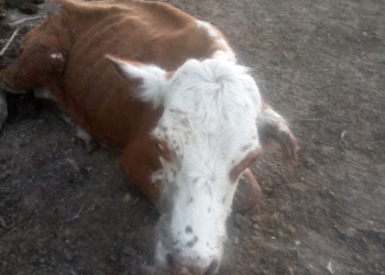 Desde Chaco, con voz quebrada, Eduardo Trangoni lanza un grito de ayuda: “Hoy no conviene trabajar, no conviene sembrar…”