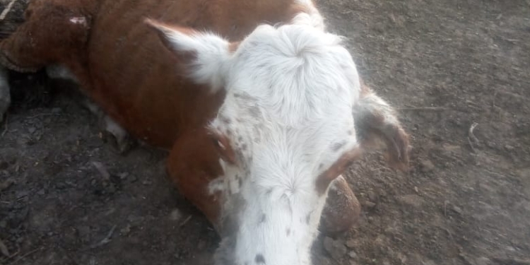 Desde Chaco, con voz quebrada, Eduardo Trangoni lanza un grito de ayuda: “Hoy no conviene trabajar, no conviene sembrar…”