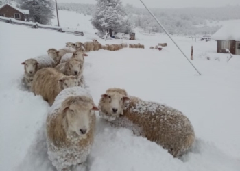 Tapados por la nieve: Estiman que algunos productores perdieron hasta 70% de sus majadas en Río Negro
