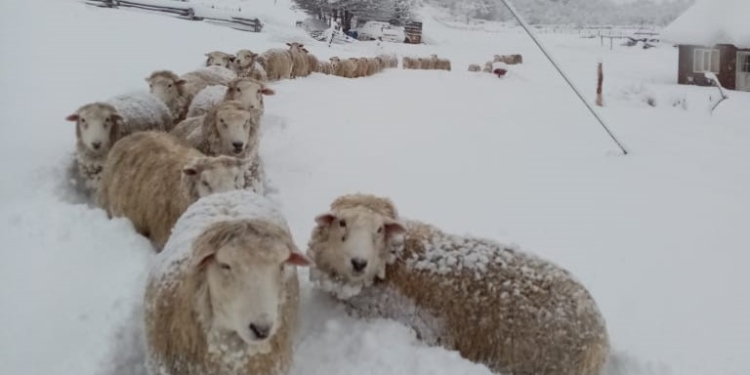 Tapados por la nieve: Estiman que algunos productores perdieron hasta 70% de sus majadas en Río Negro