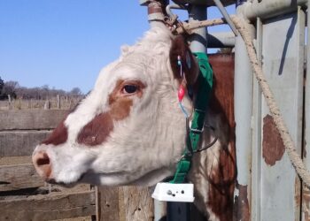 El caso Bastó: Vacas con collares que reemplazan el alambrado y permiten realizar un pastoreo de precisión