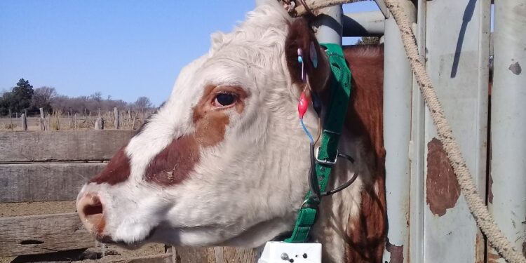 El caso Bastó: Vacas con collares que reemplazan el alambrado y permiten realizar un pastoreo de precisión