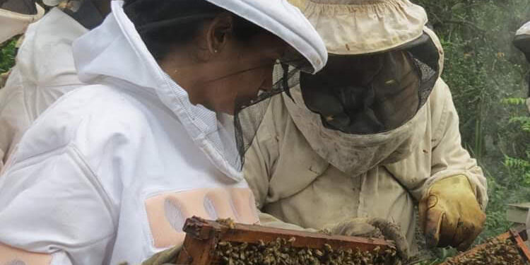Gabriela forma parte de una organización dedicada a rescatar abejas en peligro: “Sin ellas no hay polinización y por ende no hay alimentos”