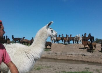 Santiago Ranciari es el señor de las llamas: Las cría y adiestra en Pehuajó para hacer rehabilitación