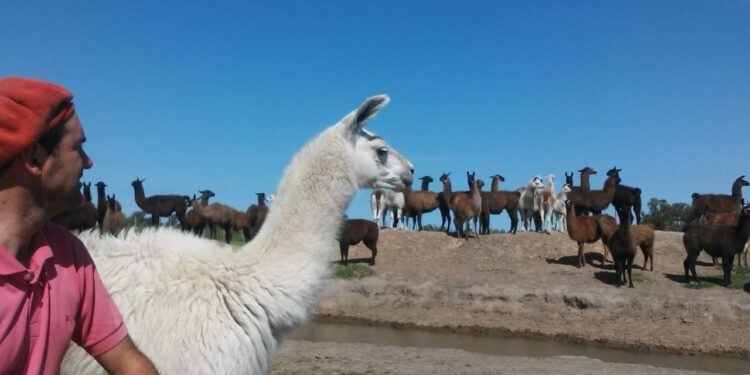 Santiago Ranciari es el señor de las llamas: Las cría y adiestra en Pehuajó para hacer rehabilitación