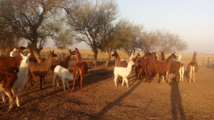 Santiago Ranciari es el señor de las llamas: Las cría y adiestra en Pehuajó para hacer rehabilitación
