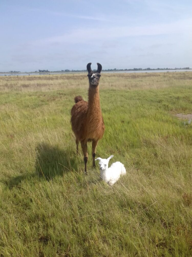 Santiago Ranciari es el señor de las llamas: Las cría y adiestra en Pehuajó para hacer rehabilitación
