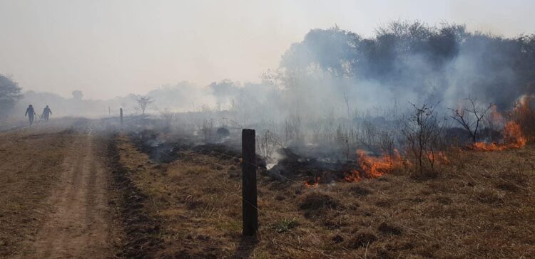 Los incendios en primera persona: “Perdimos 600 hectáreas”, cuenta Marina Biscay, que produce novillos Hilton en Chaco