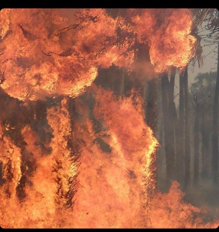 Los incendios en primera persona: “Perdimos 600 hectáreas”, cuenta Marina Biscay, que produce novillos Hilton en Chaco