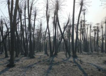 Los incendios en primera persona: “Perdimos 600 hectáreas”, cuenta Marina Biscay, que produce novillos Hilton en Chaco