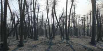Los incendios en primera persona: “Perdimos 600 hectáreas”, cuenta Marina Biscay, que produce novillos Hilton en Chaco