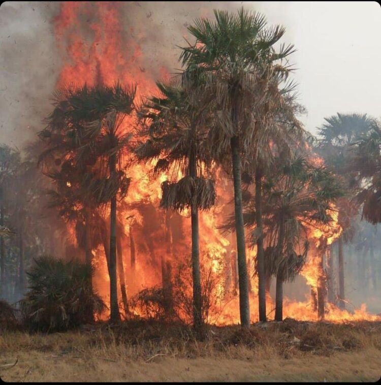 Los incendios en primera persona: “Perdimos 600 hectáreas”, cuenta Marina Biscay, que produce novillos Hilton en Chaco