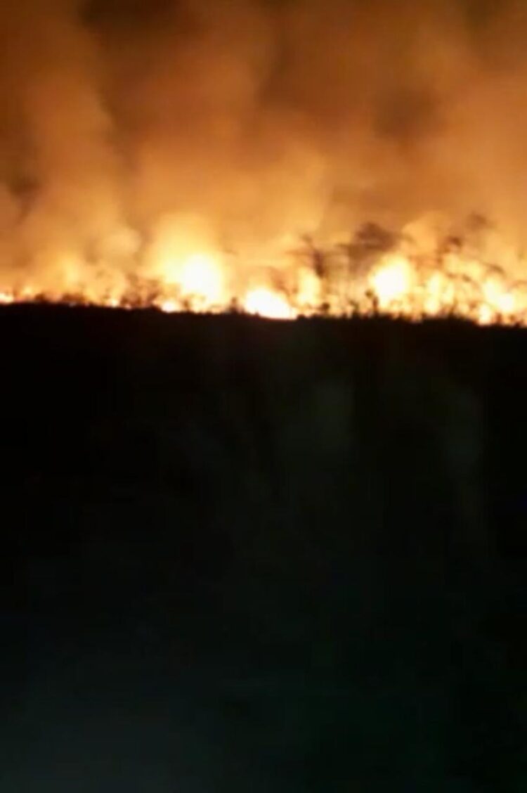 Los incendios en primera persona: “Perdimos 600 hectáreas”, cuenta Marina Biscay, que produce novillos Hilton en Chaco