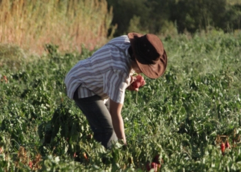 Agricultura usa fondos de un plan para pequeños productores del Norte para apoyar  proyectos de agroecología en territorio bonaerense