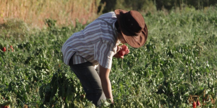 Agricultura usa fondos de un plan para pequeños productores del Norte para apoyar  proyectos de agroecología en territorio bonaerense