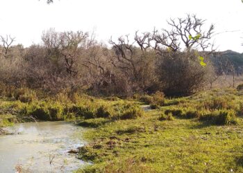 En Concordia, veinte productores se unieron para preservar un arroyo, cuidar la fauna nativa y evitar el abigeato