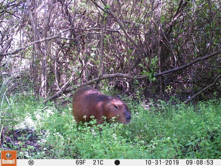 En Concordia, veinte productores se unieron para preservar un arroyo, cuidar la fauna nativa y evitar el abigeato