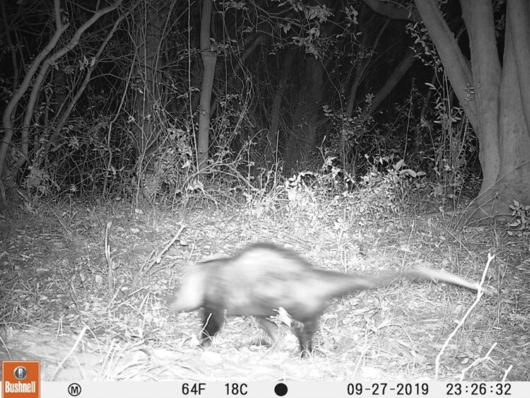 En Concordia, veinte productores se unieron para preservar un arroyo, cuidar la fauna nativa y evitar el abigeato