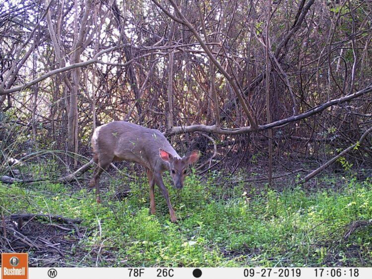 En Concordia, veinte productores se unieron para preservar un arroyo, cuidar la fauna nativa y evitar el abigeato