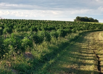 Buscan una nueva agenda para el cannabis en la Argentina: Dejar de lado los prejuicios para liberar la potencia del cáñamo industrial