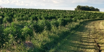 Buscan una nueva agenda para el cannabis en la Argentina: Dejar de lado los prejuicios para liberar la potencia del cáñamo industrial