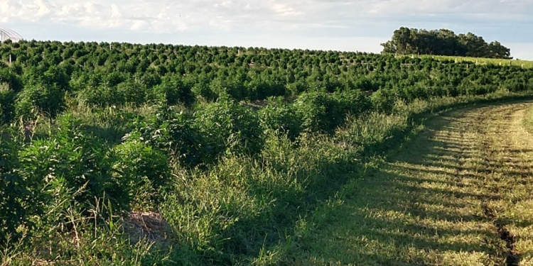 Buscan una nueva agenda para el cannabis en la Argentina: Dejar de lado los prejuicios para liberar la potencia del cáñamo industrial