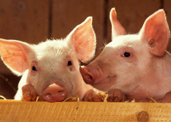 El gran secreto de Juan Manuel Bautista: “La Argentina podría duplicar su producción porcina casi sin necesidad de las inversiones chinas”, afirma