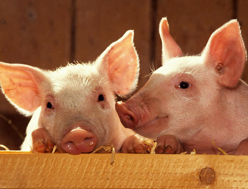 El gran secreto de Juan Manuel Bautista: “La Argentina podría duplicar su producción porcina casi sin necesidad de las inversiones chinas”, afirma