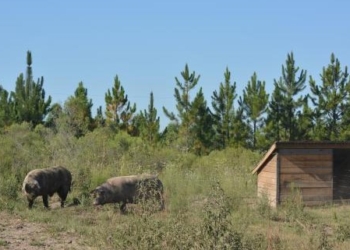 Llega el turno de los “chanchos felices”: Desde el INTA destacan que también se pueden criar cerdos sobre campos naturales