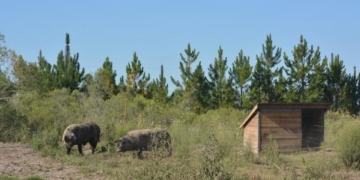 Llega el turno de los “chanchos felices”: Desde el INTA destacan que también se pueden criar cerdos sobre campos naturales