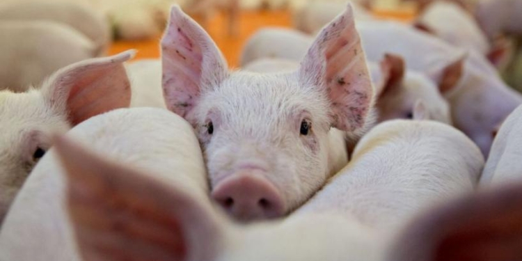 Exclusivo: Cancillería busca que se instalen 25 mega granjas de 12 mil cerdos para China, que crearían casi 10 mil puestos de trabajo directos