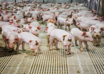 Esteban Motta escribe sobre los chanchos chinos: Ventajas y desventajas, más allá de los fundamentalismos