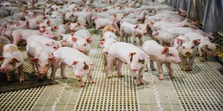 Esteban Motta escribe sobre los chanchos chinos: Ventajas y desventajas, más allá de los fundamentalismos