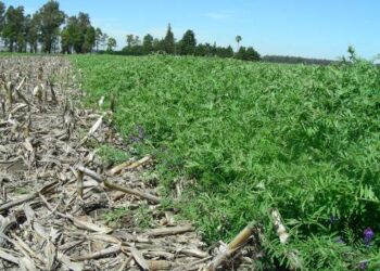 Bayer, principal proveedora de insumos al agro, comenzaría en 2021 a pagar a los productores locales que secuestren carbono