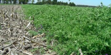 Bayer, principal proveedora de insumos al agro, comenzaría en 2021 a pagar a los productores locales que secuestren carbono