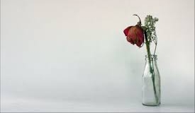 El negocio de las flores sigue marchito: “Estaremos trabajando con el 30% de la producción”, nos contó Martín Cardoso