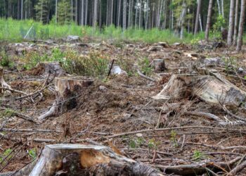 En el Reino Unido quieren prohibir por ley la importación de productos obtenidos a partir del desmonte ilegal